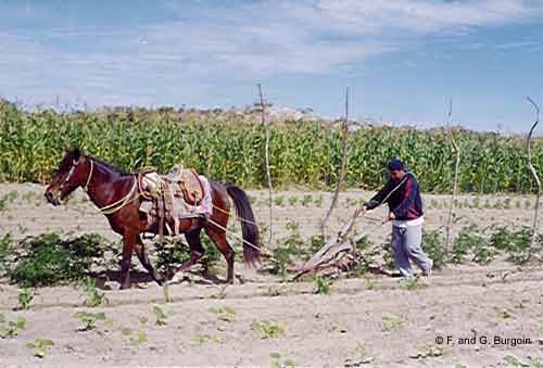 Mexican farmer tilling his cornfield