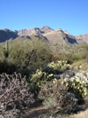 Photo of Sonoran Desert vegetation