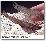 Shrimp research helps farms in the western part of the state.