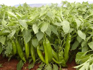 green chile in the field (UA  Cooperative Extension /Cochise County)