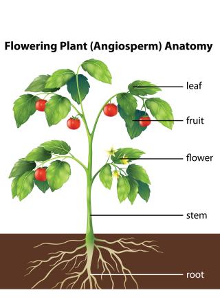 flowering plant(angiosperm) anatomy: tomoto plant (CanStockPhoto:17796810 (C) bluering)