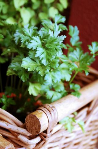 parsley in a tan basket (Pixabay CC0:126155 / makunin)