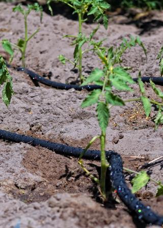 tomato plant with drip irrigation (CanStockPhoto:14082013 (C) kasim)