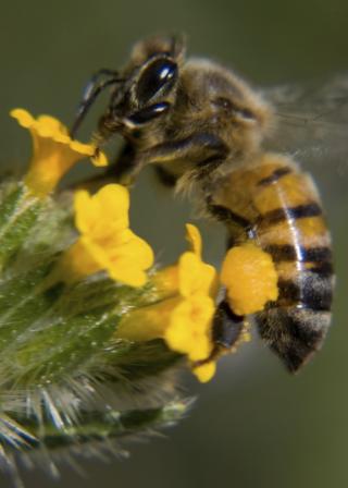 honey bee on yellow wildflower in Arizona (iStockphoto:5895522 (C) DrStrangelove)