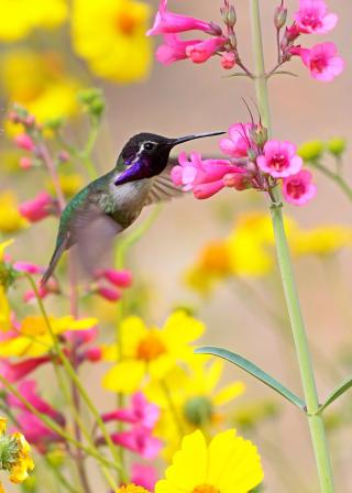 yellow and pink wildflowers with hummingbird (shutterstock:209286262 (C) bshumaker17)