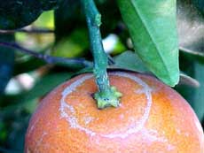 Photo of thrips scaring damage on an orange.
