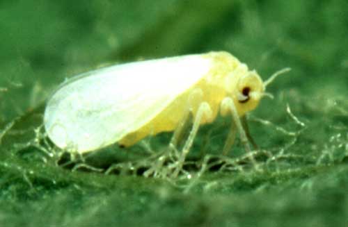 Photo of an adult whitefly standing on a leaf.