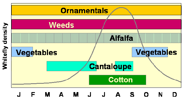 Graph showing a timeline of a year, with the time periods that different crops are grown and the density of whiteflies charted.