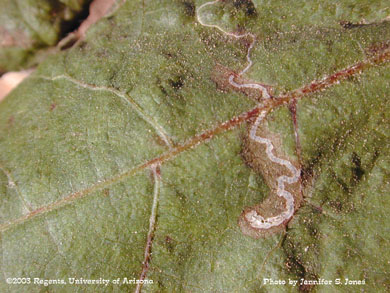 Citrus Peelminer (Marmara spp.) damage on cotton leaves
