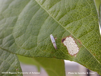Adult cotton leaf perforator and damage on a cotton leaf in a greenhouse