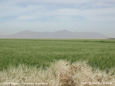 Durum wheat field in front of mountains