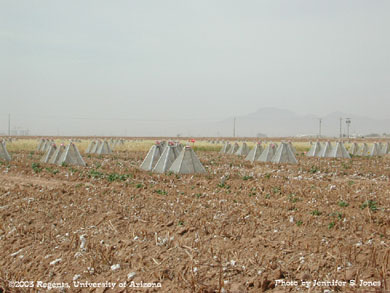 pink bollworm emergence cages