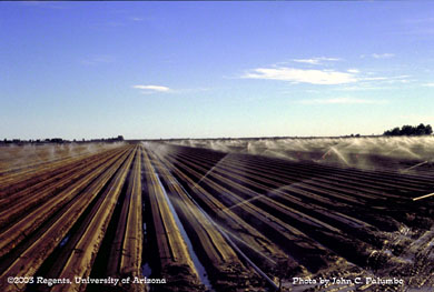 Sprinklers used for stand establishment of lettuce field growing in the Yuma Valley of Arizona