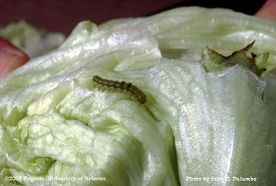 Lettuce head contaminated with 3rd instar tobacco budworm