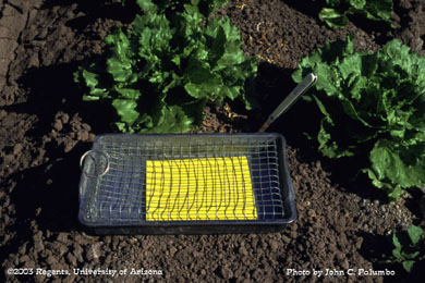 Beat pan with sticky trap used for dislodging thrips from lettuce plants and estimating relative abundance