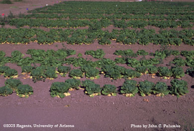 Damage to untreated romaine plants by western flower thrips 