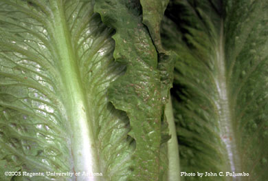 Damage to untreated romaine plants by western flower thrips 