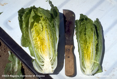 Reduced size of romaine heart caused  by western flower thrips 
