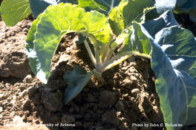 Effects of whitefly feeding on untreated cauliflower plants in Gila Valley, AZ