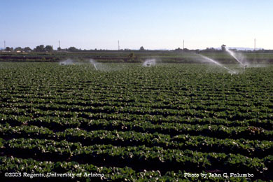 Sprinkler irrigation in romaine leaf lettuce production
