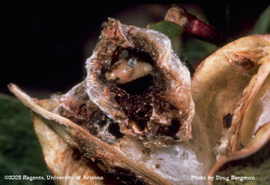 Bollworm pupae and cell in a boll