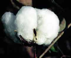 Photo of an open cotton boll