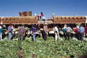 Figure 17. Field photo of a crew cutting and packaging lettuce near Yuma, AZ.