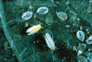 Figure 5. Photo of Sweetpotato whitefly adults, nymphs, and eggs on the back of a leaf.