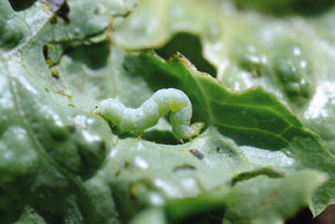 Figure 8. Photo of a cabbage looper larva feeding on a cotton plant.