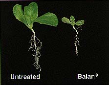 Figure 1. The effects of Balan on roots