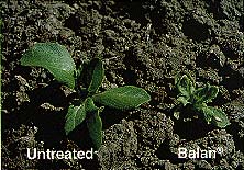 Figure 3. The effects of Balan on the above ground portions of lettuce
