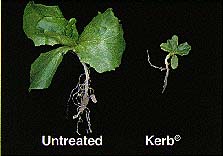 Figure 5. The effects of Kerb on roots