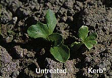 Figure 7. The effects of Kerb on cotyledons
