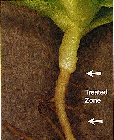 Figure 9. The effects of Prefar on roots
