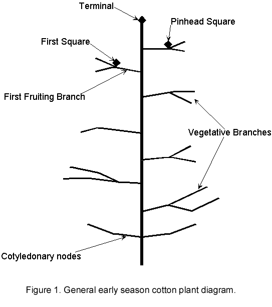 Figure 1.  General early season cotton plant diagram.