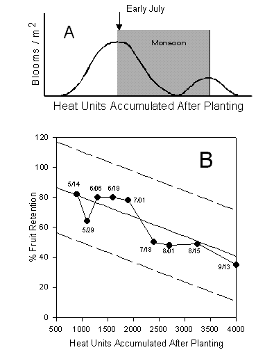 Figure 1. Monsoon pattern (A) and fruit retention levels (B) for central Arizona, 1996.