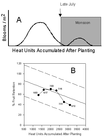 Figure 2. Monsoon pattern (A) and fruit retention levels (B) for central Arizona, 1997.