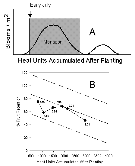 Figure 3. Monsoon pattern (A) and fruit pretension levels (B) for central Arizona, 1998.