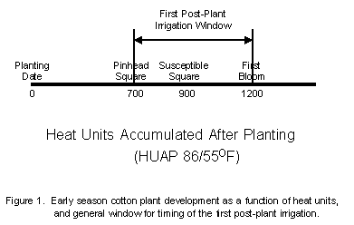 early season cotton plant development as a function of heat units and general window for timing of the first post-plant irrigation (700-1200 HUAP)