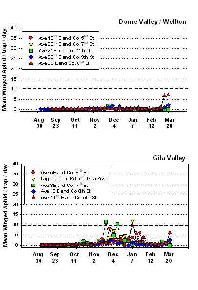 graph of the mean winged aphid number per trap per day from August 30 to March 20 for Dome Valley/Wellton and the Gila Valley