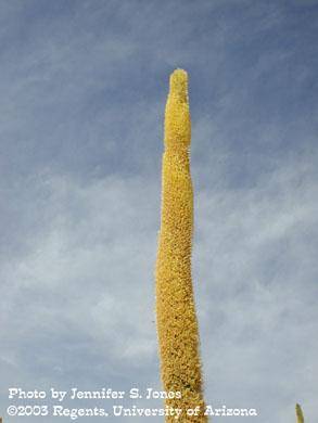 Agave inflorescence