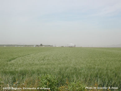 Durum wheat field   