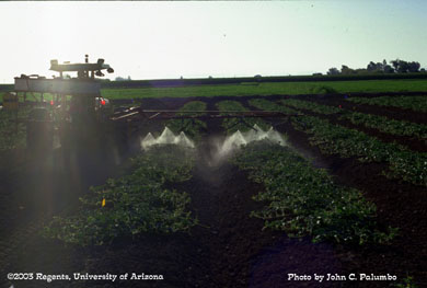 Directed sprays of insecticide being applied to melons with a conventional sprayer.   