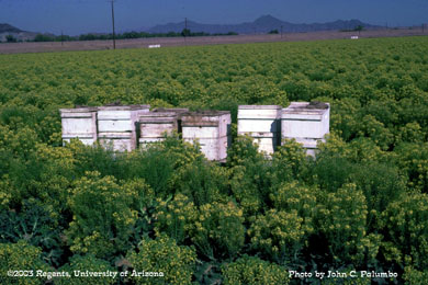 Honeybee hives placed adjacent to blooming Brassica seed crop
