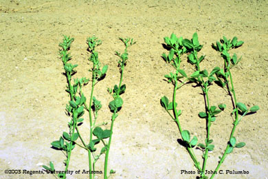 Damage  to alfalfa plants (stunted growth and curled trifoliate leaves) by western flower thrips 