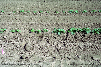  Melon stands in plots established using Yuma beds and furrow irrigation,  Yuma Valley, Arizona