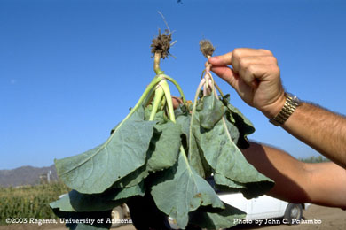 Impact of whitefly feeding on untreated cauliflowers plants