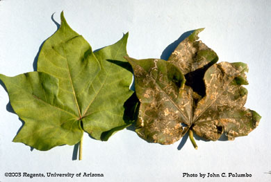 Cotton leaf infested with leafminers