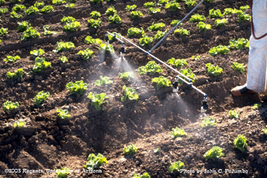 Lettuce plants being sprayed with a hand-held CO2  sprayer at the post-thinning stage