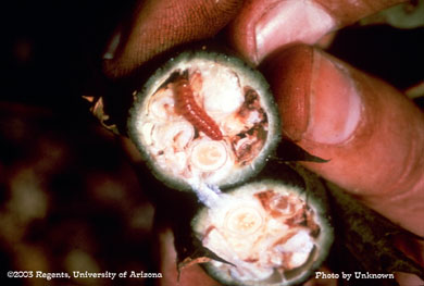 Pink bollworm 4th instar larva in a small cotton boll